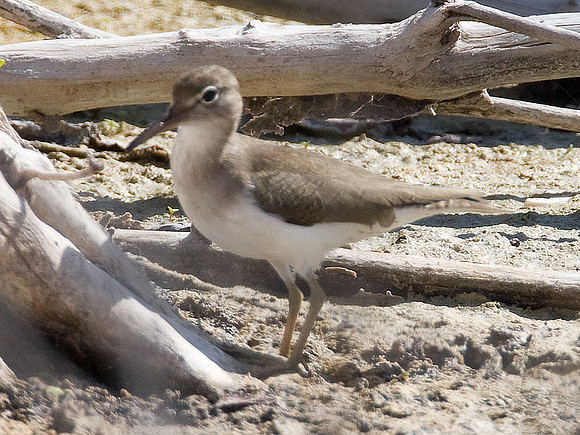 Spotted Sandpiper (Actitis macularia)