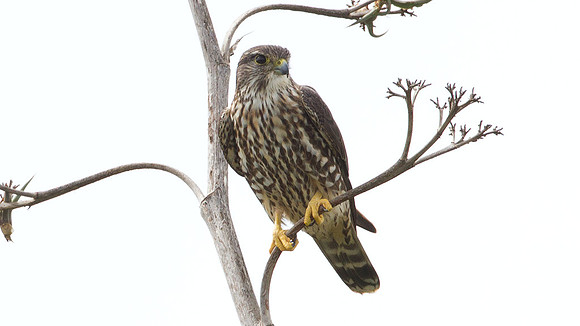 Merlin (Falco columbarius)