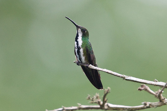 Black-throated Mango (Anthracothorax nigricollis) female