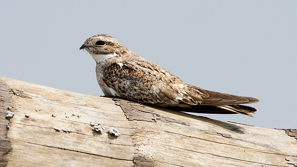Sand-coloured Nighthawk (Chordeiles rupestris)