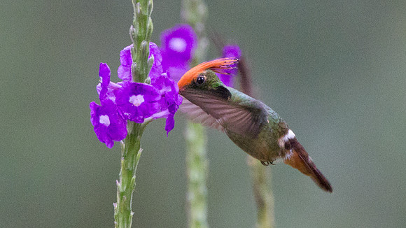 Rufous-Crested Coquette (Lophornis delattrei)