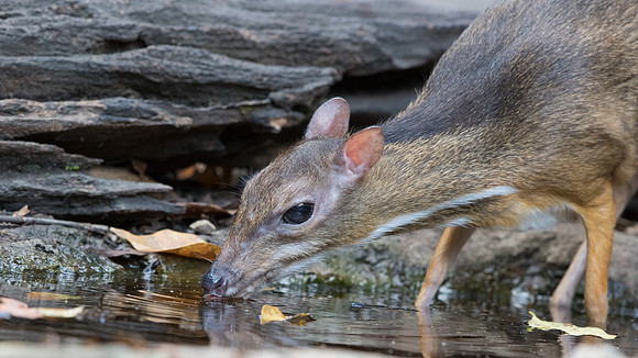 Lesser mouse-deer (Tragulus kanchil)