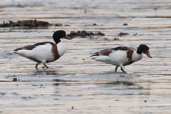 Common Shelduck (Tadorna tadorna)
