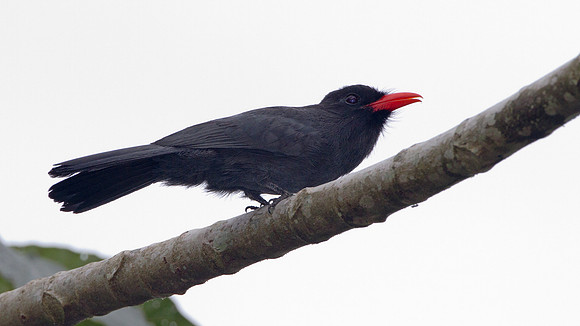 Black-fronted Nunbird (Monasa nigrifrons)