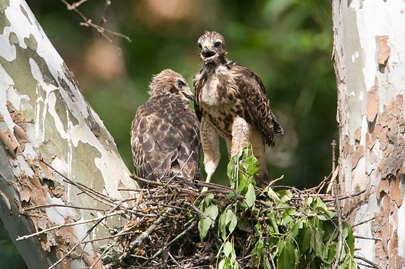 Red-shouldered Hawk (Buteo lineatus) juvenile