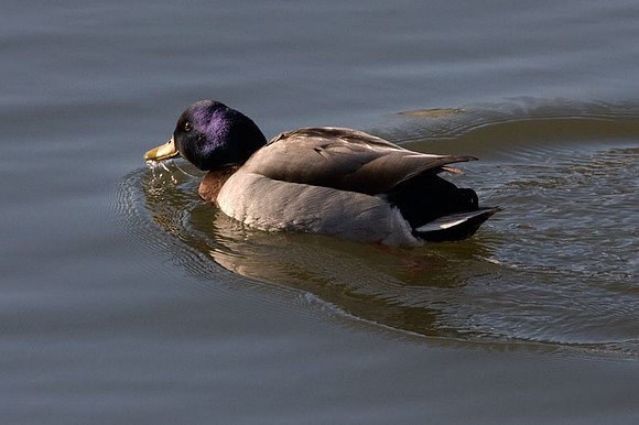 Mallard (Anas platyrhynchos) male