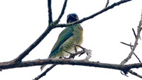 Swallow Tanager (Tersina viridis)