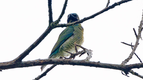 Swallow Tanager (Tersina viridis)