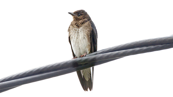 Southern Rough-winged Swallow (Stelgidopteryx ruficollis)