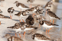 Ruddy Turnstone (Arenaria interpres)
