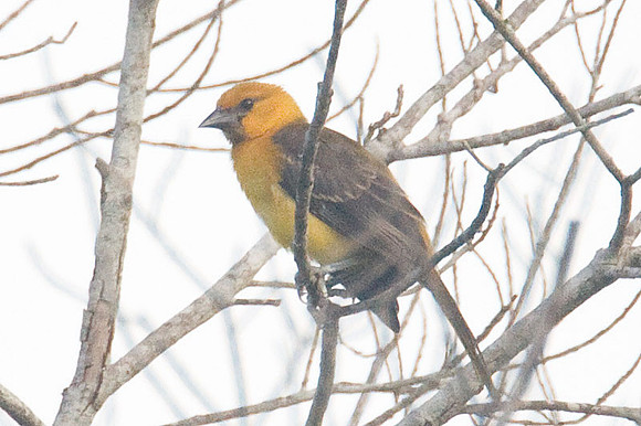Hooded Oriole (Icterus cucullatus) female
