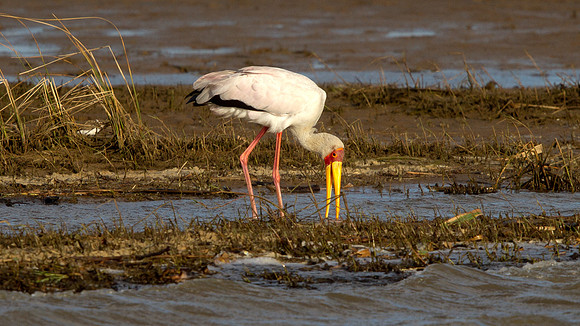 Yellow-billed Stork (Mycteria ibis)