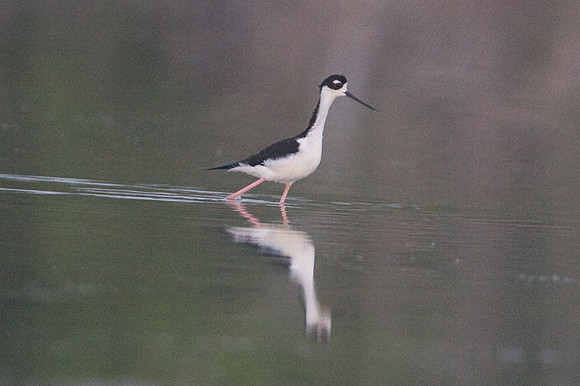 Black-necked Stilt (Himantopus mexicanus)