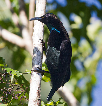 Victoria's riflebird (Ptiloris victoriae) Male
