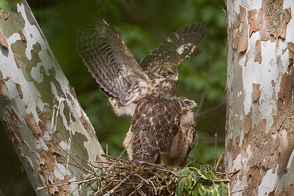 Red-shouldered Hawk (Buteo lineatus) juvenile