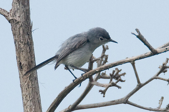 Blue-gray Gnatcatcher (Polioptila caerulea)