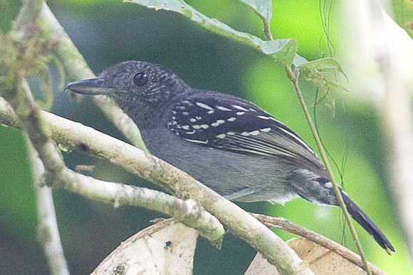 Western Slaty-Antshrike (Thamnophilus atrinucha)