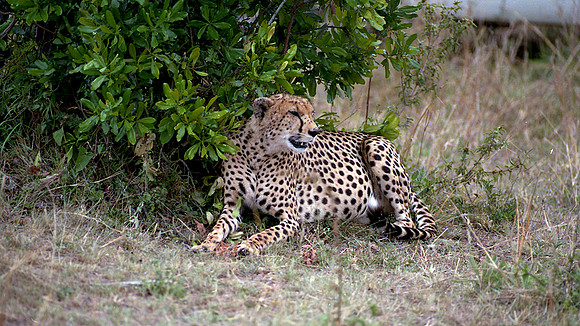 1988 Africa cheetah img429