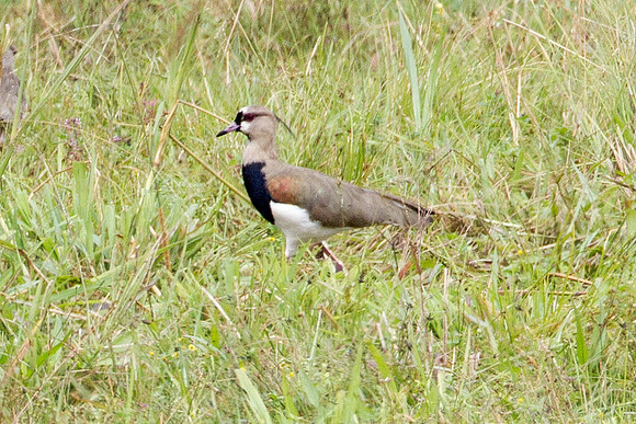Southern Lapwing (Vanellus chilensis)