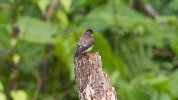 Southern Rough-winged Swallow (Stelgidopteryx ruficollis)