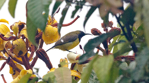 Olive-backed Sunbird (Nectarinia jugularis) male