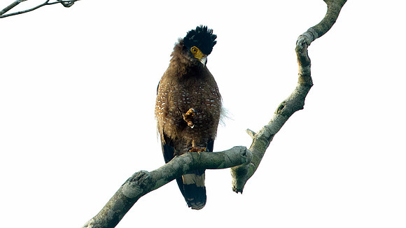Crested Serpent Eagle (Spilornis cheela)