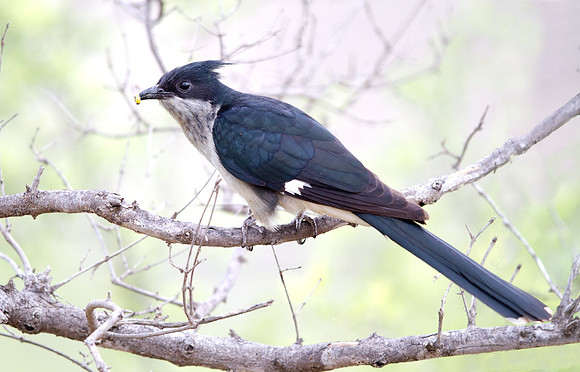 Jacobin Cuckoo (Clamator jacobinus)