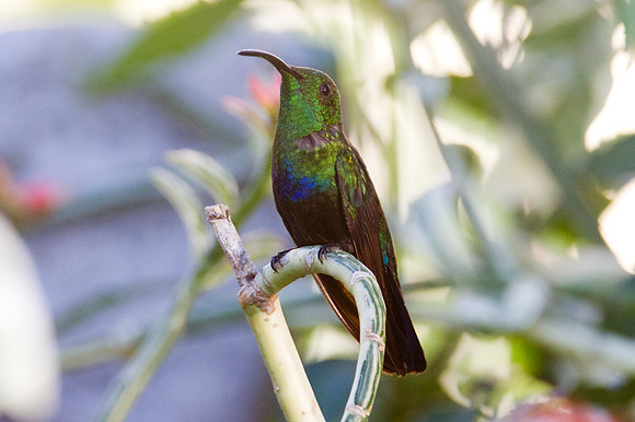 Green-throated Carib (Eulampis holosericeus)