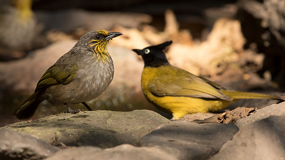 Stripe-throated bulbul (Pycnonotus finlaysoni)