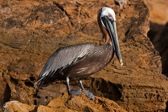 Brown Pelican (Pelecanus occidentalis)