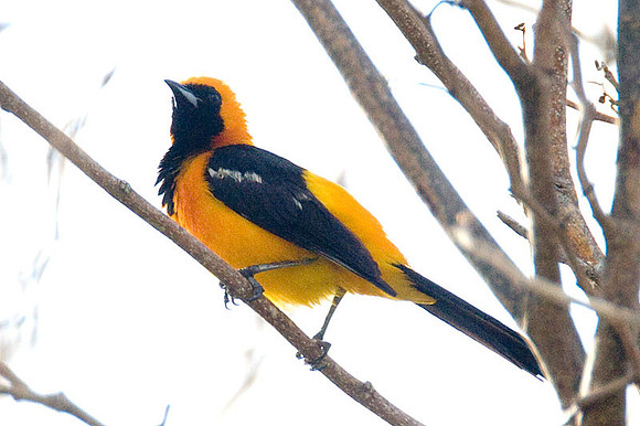 Hooded Oriole (Icterus cucullatus) male