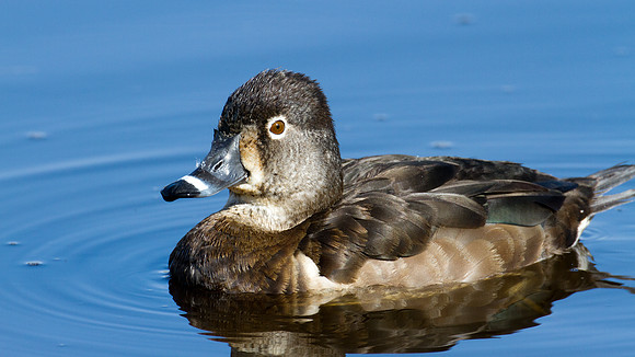 Ring-necked Duck (Aythya collaris) female