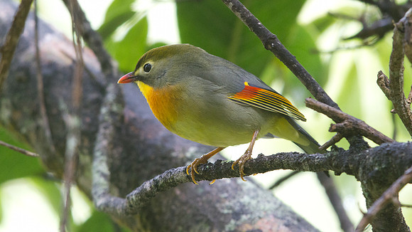Red-billed Leiothrix (Leiothrix lutea)