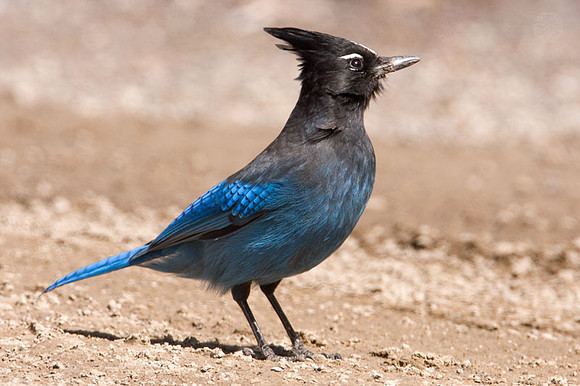Steller's Jay (Cyanocitta stelleri)