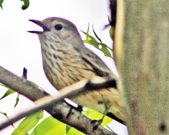 Rufous Whistler (Pachycephala rufiventris) female