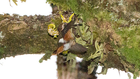 White-bellied Woodstar (Chaetocercus mulsant)