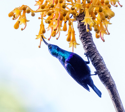 Malagasy Sunbird (Cinnyris notatus)