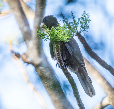 lesser vasa parrot or black parrot (Coracopsis nigra)