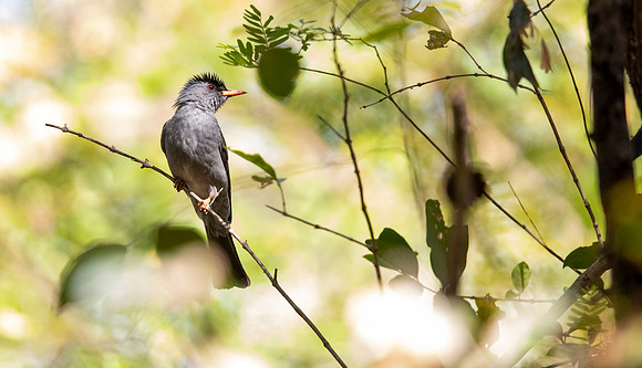 Malagasy bulbul (Hypsipetes madagascariensis)