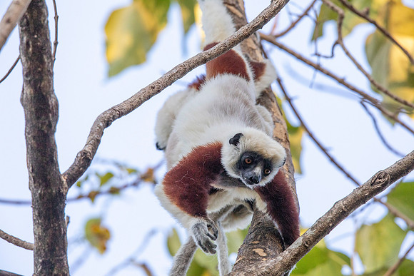 Coquerel's sifaka (Propithecus coquereli)