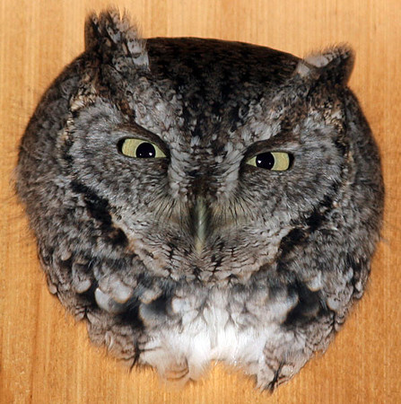 Eastern Screech Owl (Megascops asio)