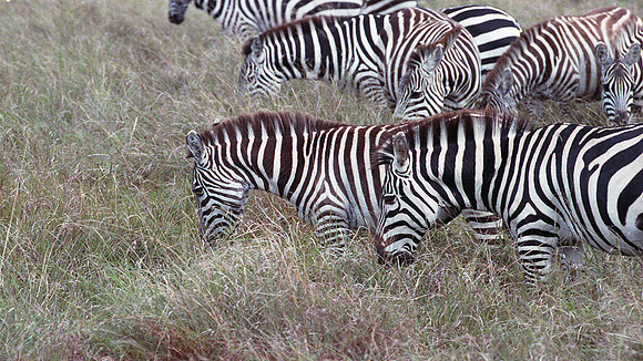 1986 Africa zebra img334