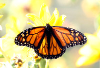 Monarch butterfly (Danaus plexippus)
