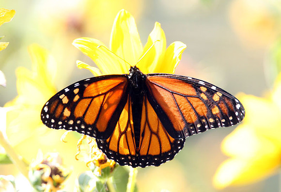 Monarch butterfly (Danaus plexippus)