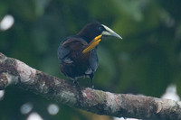 Montezuma Oropendola (Psarocolius montezuma) female