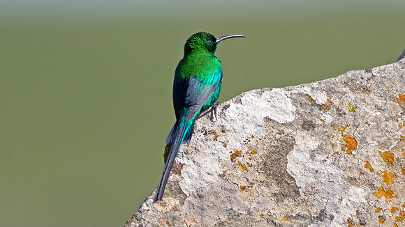 Malachite Sunbird (Nectarinia famosa)