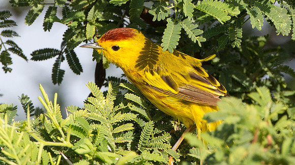 Yellow Warbler (Setophaga petechia)