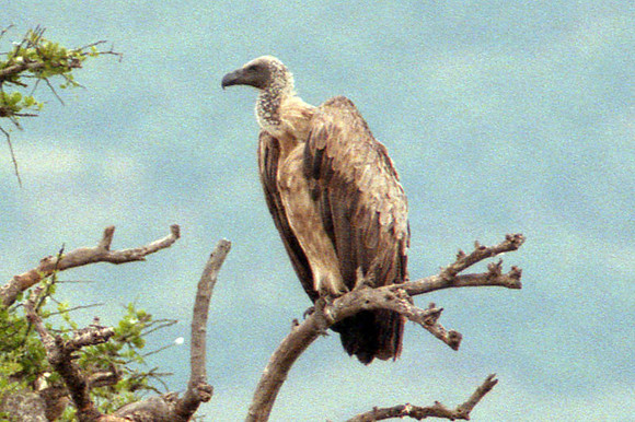 White-backed Vulture (Gyps africanus)