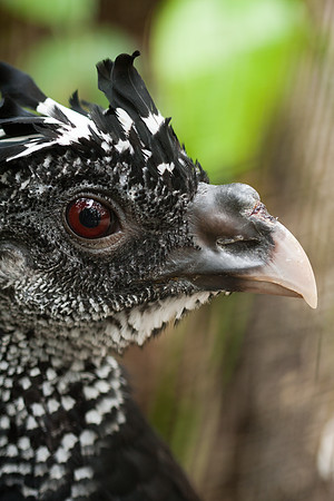 Great Curassow (Crax rubra) captive