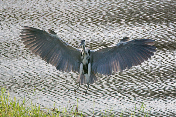 Cocoi Heron (Ardea cocoi)